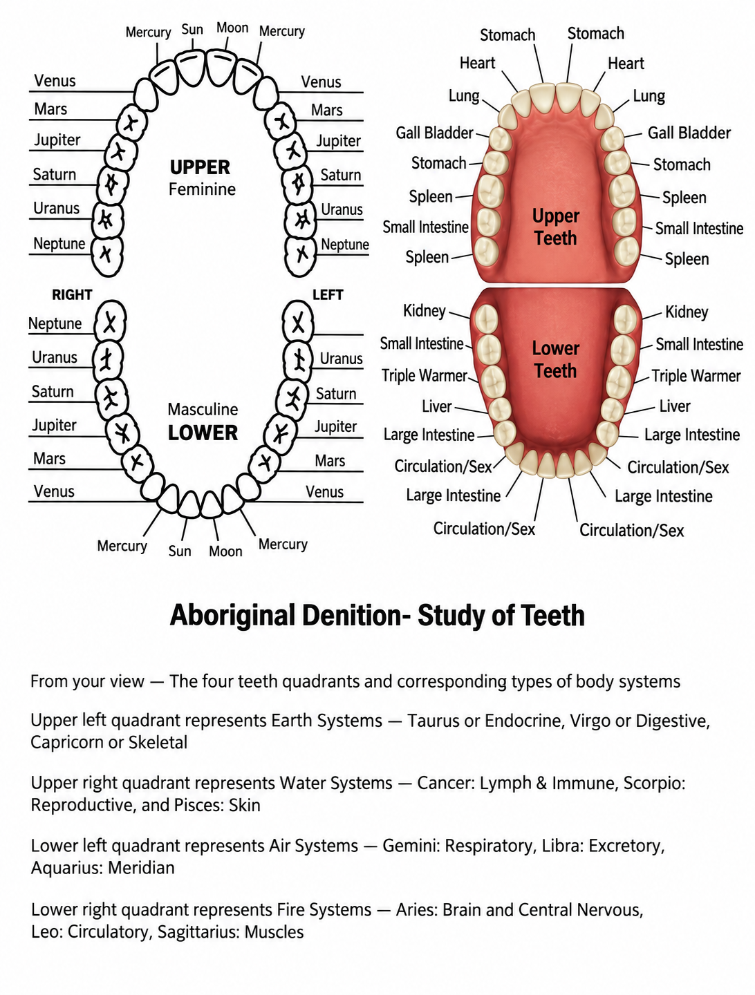 Aboriginal Dentition — Study of Teeth